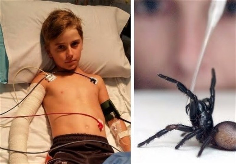 مرگبارترین عنکبوت جهان پسر بچه 10 ساله را گزید + عکس