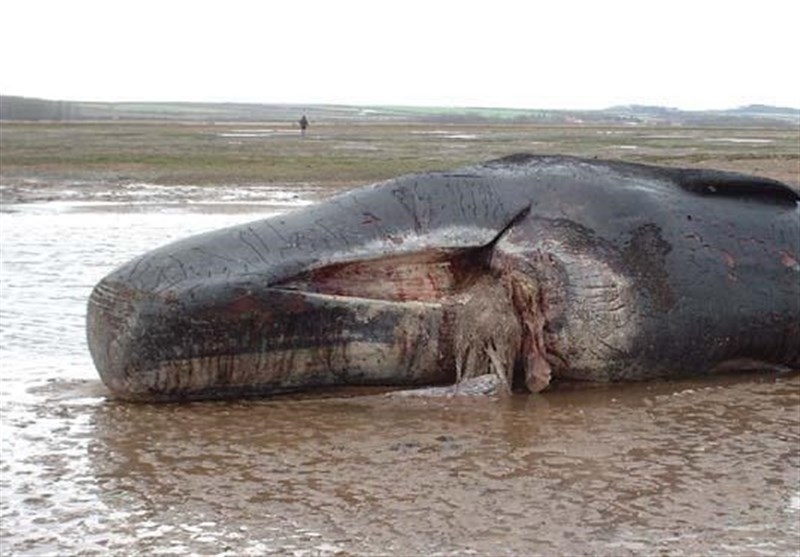 لاشه نهنگ براید در ساحل بندرلنگه کشف شد