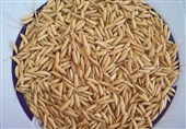 تولید 1750 تن بذر گواهی شده برنج در گیلان