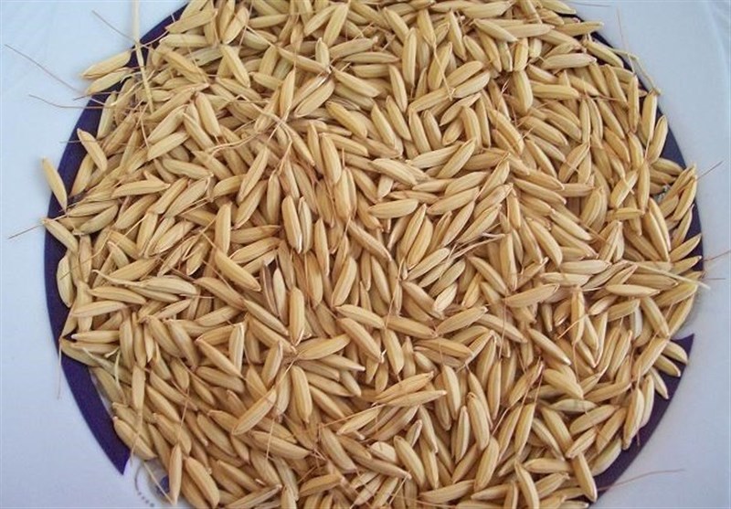 1700 تن بذر اصلاح‌شده برنج بین کشاورزان گیلانی توزیع می‌شود
