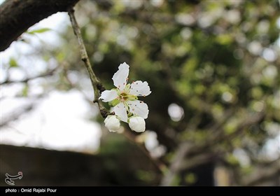 شکوفه های زمستانی در کلاچای گیلان