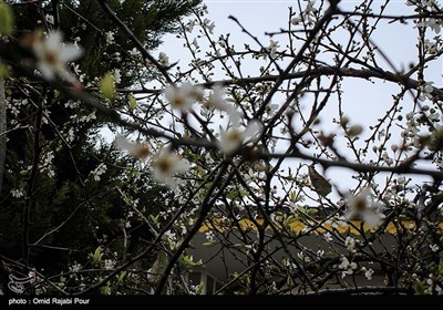 شکوفه های زمستانی در کلاچای گیلان