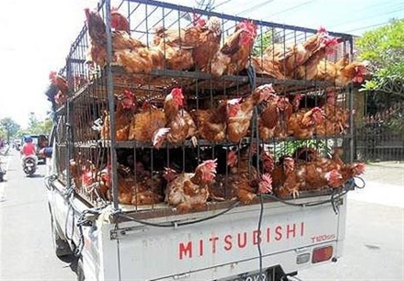 محموله مرغ زنده قاچاق در سیستان و بلوچستان کشف شد