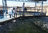 تسهیلات بانکی به متقاضیان پرورش ماهیان خاویاری در گلستان پرداخت می‏‌شود