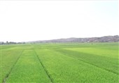 عدم یکپارچه‌سازی 238 هزار هکتار شالیزار برنج در استان گیلان