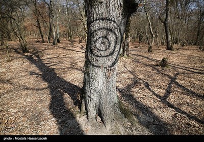 یادگاری نویسی بر درختان