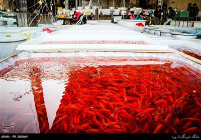 فروش ماهی قرمز