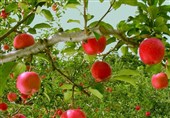 «بوئیدن سیب» به رفع افسردگی، استرس و وسواس ذهنی کمک می‌کند