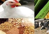 برنامه‌ جدید وزارت جهاد کشاورزی برای خودکفایی در دانه‌های روغنی و خوراک دام/ طرح کاهش واردات ذرت به 3.5 میلیون تن