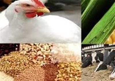  برنامه‌ جدید وزارت جهاد کشاورزی برای خودکفایی در دانه‌های روغنی و خوراک دام/ طرح کاهش واردات ذرت به ۳.۵ میلیون تن 