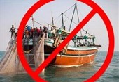 تقویم ممنوعیت صید ماهی حلوا سفید رعایت شود