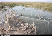مشکلات زیست محیطی تالاب شادگان - خوزستان