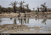 مشکلات زیست محیطی تالاب شادگان - خوزستان