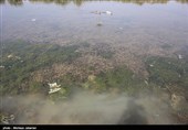 مشکلات زیست محیطی تالاب شادگان - خوزستان