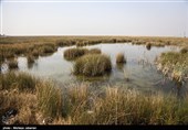 مشکلات زیست محیطی تالاب شادگان - خوزستان