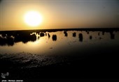مشکلات زیست محیطی تالاب شادگان - خوزستان