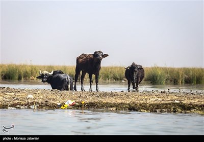 مشکلات زیست محیطی تالاب شادگان - خوزستان