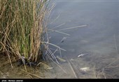 مشکلات زیست محیطی تالاب شادگان - خوزستان