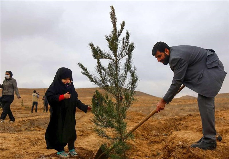 1500 نهال در هفته درختکاری در شهرستان دیلم غرس شد