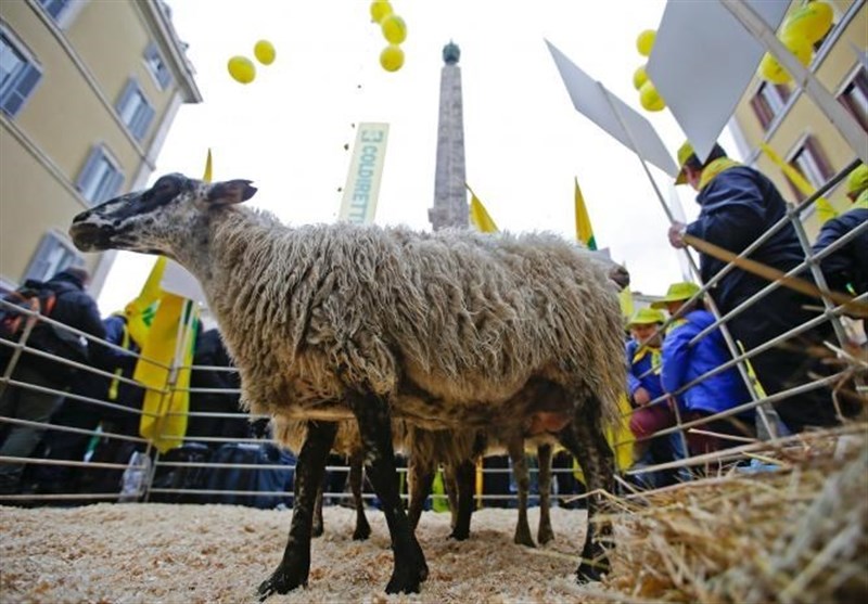 Italian Farmers Bring Sheep to Rome to Protest Quake Response