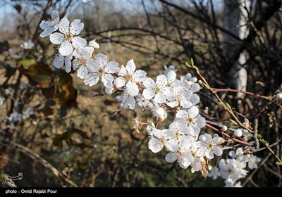 Trees Blossom in Northern Iran