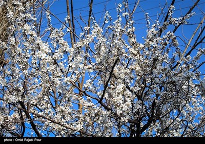 Trees Blossom in Northern Iran