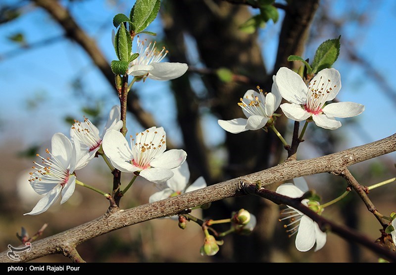 بوی خوش بهار را در  خوزستان استشمام کنید/بهار واقعی طبیعت در سرزمین نخل و بلوط