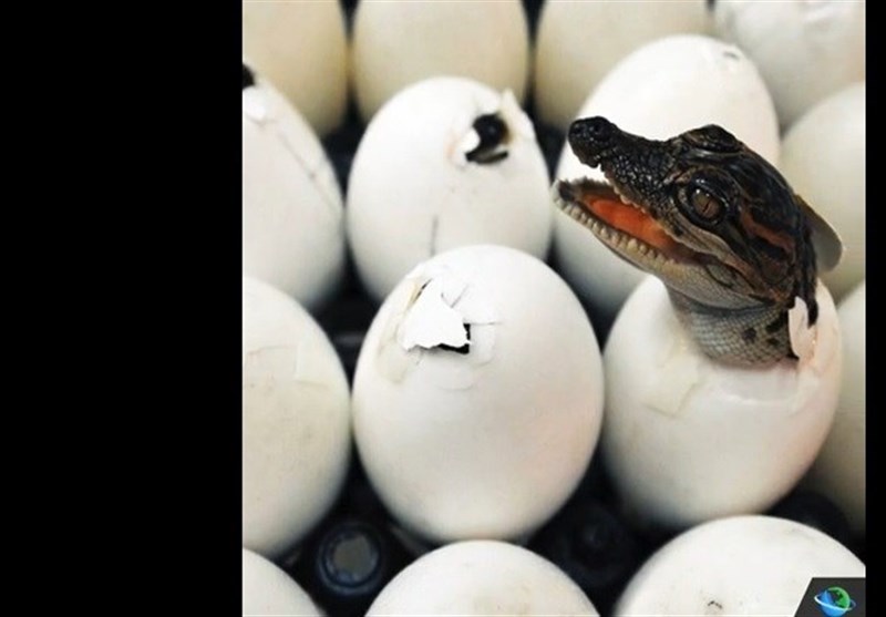 کشف قدیمی‌ترین تخم تمساح جهان+فیلم و عکس