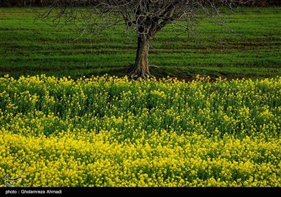 مزارع کلزا - مازندران