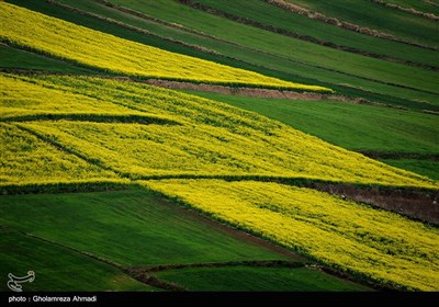 مزارع السلجم – مازندران