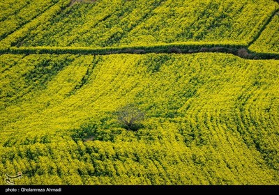 مزارع کلزا - مازندران