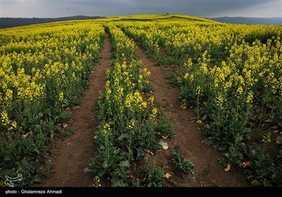 مزارع کلزا - مازندران