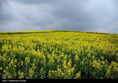 مزارع کلزا - مازندران