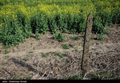 خسارت مزارع کلزای آسیب دیده از سرما در گلستان پرداخت می‎شود