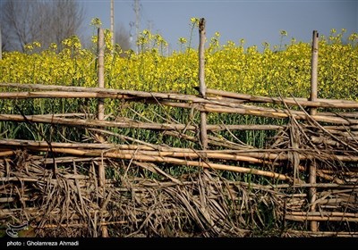 ایران کے شمال میں صوبہ مازندران میں بہار کی آمد