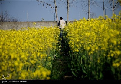 ایران کے شمال میں صوبہ مازندران میں بہار کی آمد