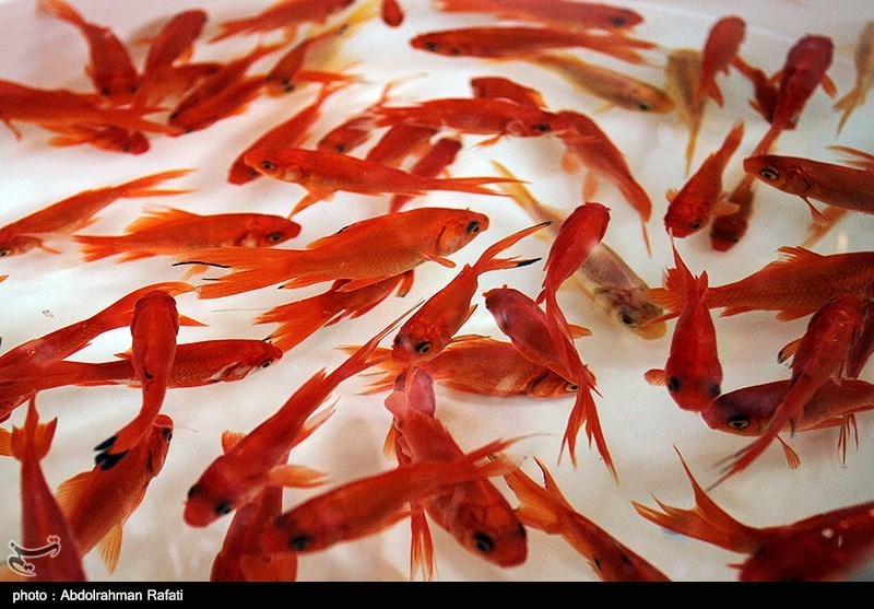 بیرجند| شهروندان خراسان جنوبی ماهی‌های قرمز نوروز را در رودخانه‌ها رها نکنند