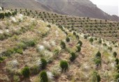ریه‌های سبز همدان احیا می‌شوند/ جنگل کاری در هزار هکتار از اراضی استان