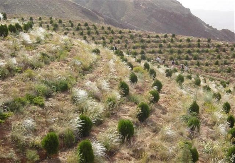 60 هزار هکتار جنگل‌کاری در استان تهران در انتظار تخصیص اعتبار است
