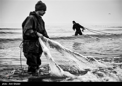 ماهیگیری در بندرانزلی