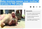 اشک‌های بچه میمون در کنار جسد مادرش + فیلم و عکس