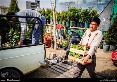 Iranians Greet New Year at Flower Markets