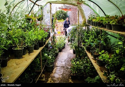 Iranians Greet New Year at Flower Markets