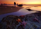 عکس/ستاره دریایی توسط نور خیره کننده آسمان روشن شده است