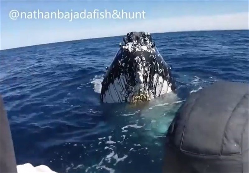 بازی نهنگ‌های کوهان‌دار با ماهیگیران+فیلم و عکس