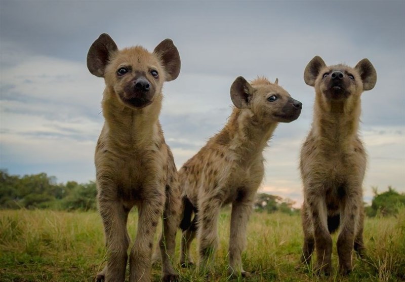 عکس روز نشنال جئوگرافی/ توله های کنجکاو