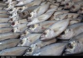 افزایش صادرات ماهی به روسیه/ مراکز فروش ماهی زنده در ورودی شهرها ایجاد شود