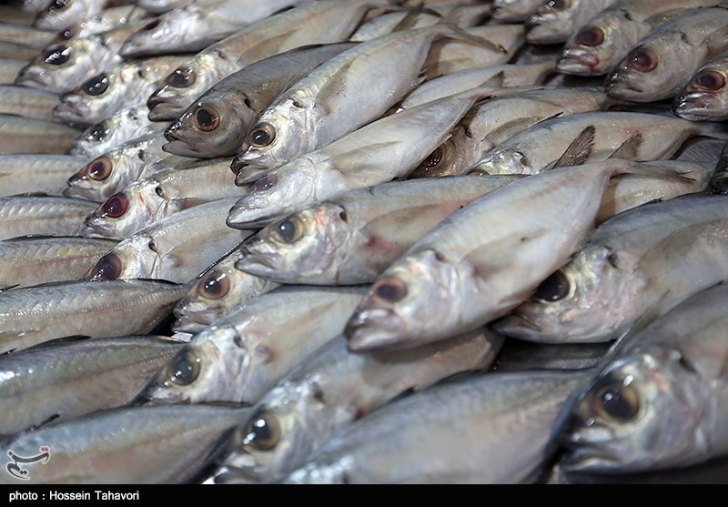 تولید 500 تن انواع ماهی گرم‌آبی و سرد‌آبی در ملایر