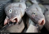 تغییر جنسیت ماهی‌های نر به ماده به‌دلیل آلودگی رودخانه‌ها