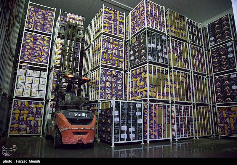 اردبیل| 1300 تن میوه شب عید ذخیره‌سازی شد